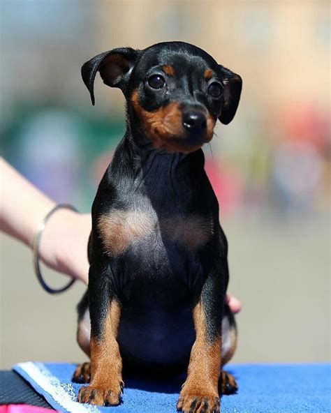 cagnolini di razza piccola|cani piccoli taglia male.